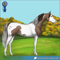 Horse Color:Liver Red Dun Sabino Splash Tobiano 