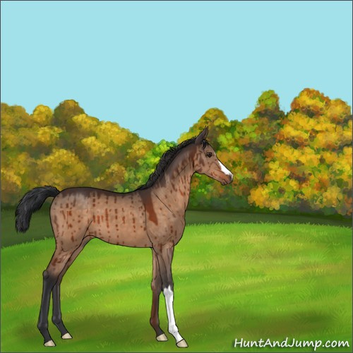 Horse Color:Brown Dun Brindle 