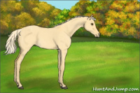 Horse Color:Palomino Roan Dun