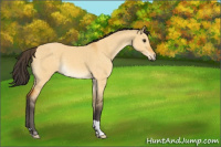 Horse Color:Buckskin Dun
