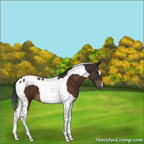Horse Color:Brown Tobiano 