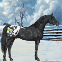 Horse Color:Black Appaloosa 