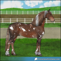 Horse Color:White Spotted Liver Chestnut 