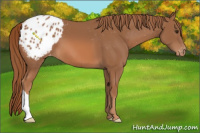 Horse Color:Chestnut Appaloosa 