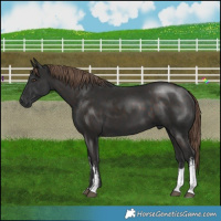 Horse Color:White Spotted Liver Chestnut 
