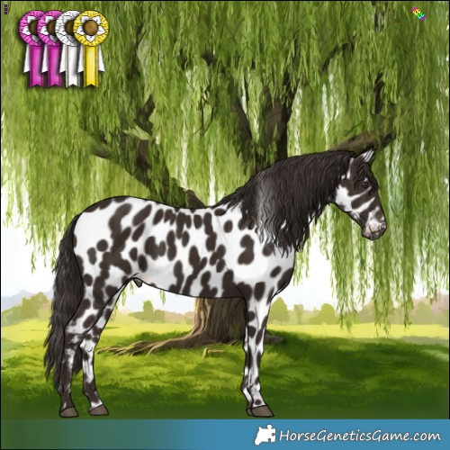 Horse Color:Liver Chestnut Appaloosa 