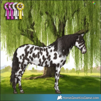 Horse Color:Liver Chestnut Near Leopard 