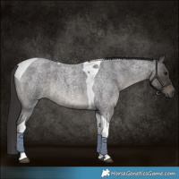 Horse Color:Smoky Blue Roan Tobiano 