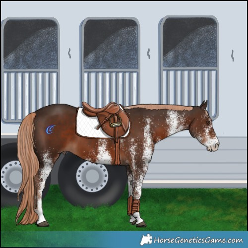 Horse Color:White Spotted Liver Chestnut 