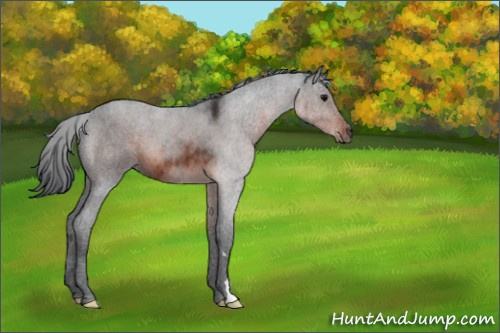 Horse Color:Brown 