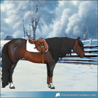 Horse Color:Brown Rabicano 