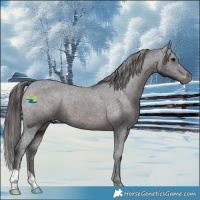 Horse Color:Brown Appaloosa 