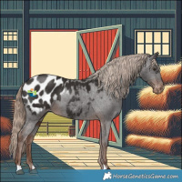 Horse Color:Liver Chestnut Appaloosa 
