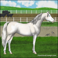 Horse Color:Cremello Dun Splash and Cremello Dun Splash Blanket