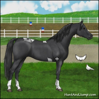 Horse Color:Blue Roan Tobiano 