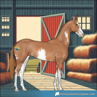 Horse Color:Chestnut Sabino 