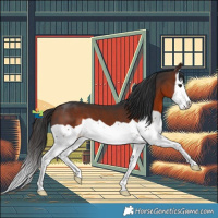 Horse Color:Brown Splash 