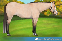Horse Color:Bay Roan Dun Splash 