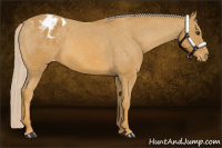 Horse Color:Palomino Appaloosa 