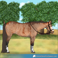Horse Color:Bay Dun Brindle 
