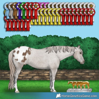 Horse Color:Liver Red Dun Appaloosa Brindle 