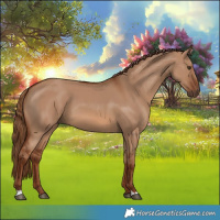 Horse Color:Red Dun 