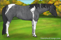 Horse Color:Blue Roan Tobiano