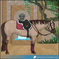 Horse Color:Liver Red Dun 