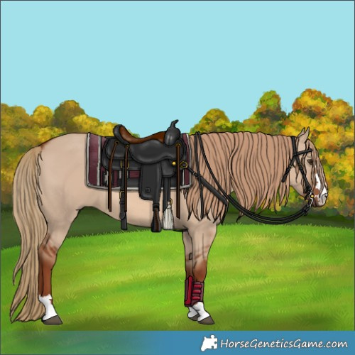 Horse Color:Red Dun 