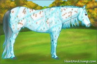 Horse Color:Thunderstruck Bay Dun Appaloosa 