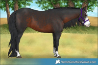 Horse Color:Brown Sabino 