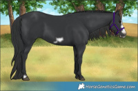 Horse Color:Black Frame 
