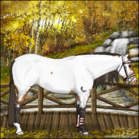 Horse Color:Buckskin Appaloosa 