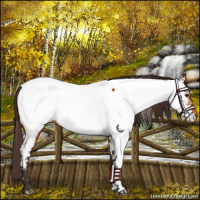 Horse Color:Buckskin Near Fewspot 