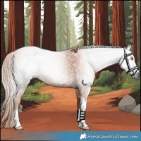 Horse Color:Gray Gold Champagne Tobiano 