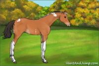 Horse Color:Bay Tobiano 