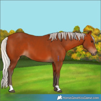 Horse Color:Silver Bay