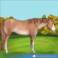 Horse Color:White Spotted Gold Champagne 