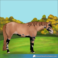 Horse Color:White Spotted Gold Champagne Splash 