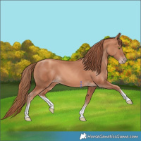 Horse Color:White Spotted Gold Champagne 
