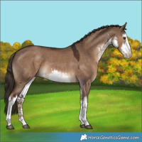 Horse Color:White Spotted Liver Red Dun 
