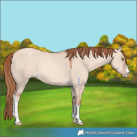 Horse Color:White Spotted Gold Champagne Dun 