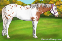 Horse Color:Silver Bay Splash Frame Near Leopard Rabicano 