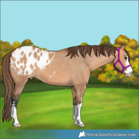 Horse Color:Bay Dun Appaloosa 