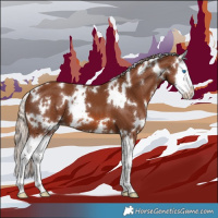 Horse Color:White Spotted Chestnut Splash 