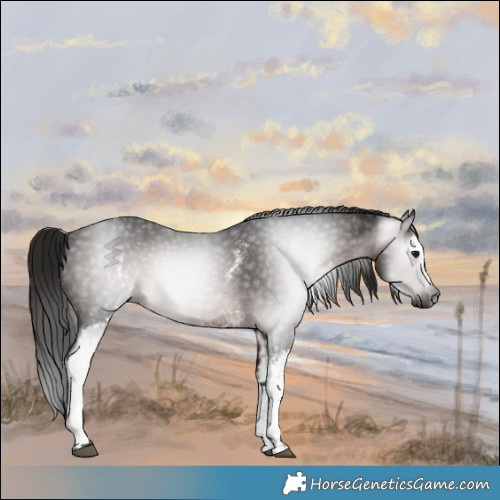 Horse Color:Gray White Spotted Bay