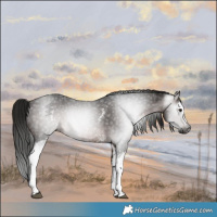 Horse Color:Gray White Spotted Bay 
