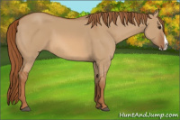 Horse Color:Red Dun Splash 