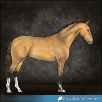 Horse Color:Buckskin