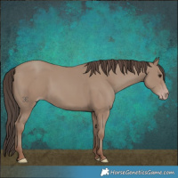 Horse Color:Classic Champagne 